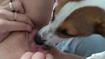 Pictures showing for Animal Sex Dog Licking Pussy - www.redp